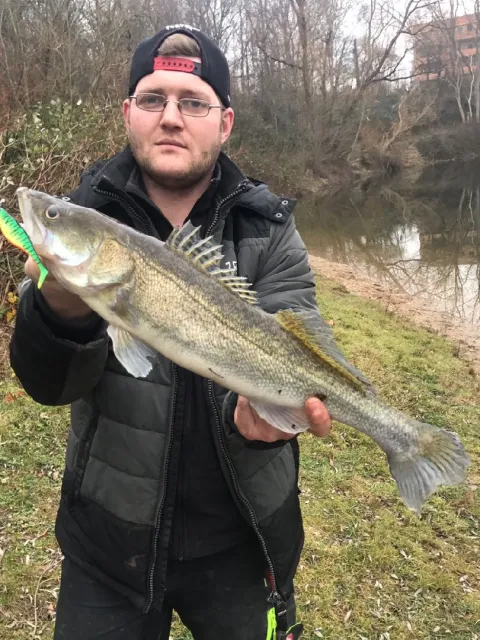 Zander