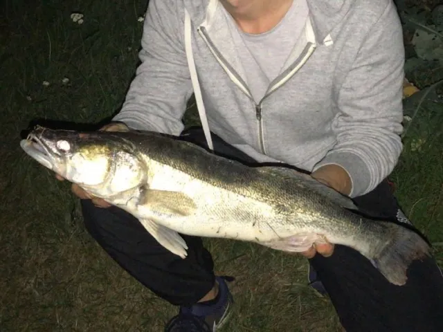 Zander