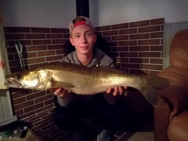 Zander