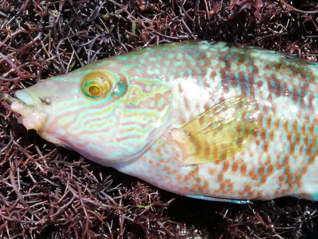 Lippfisch