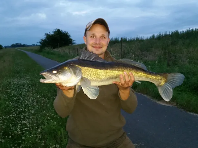Zander