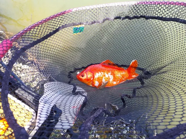 Goldfisch