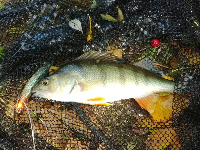 Flussbarsch