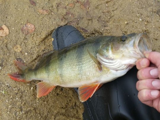 Flussbarsch