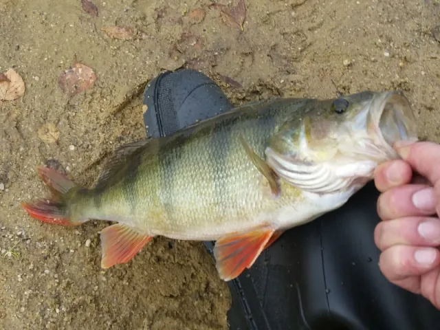 Flussbarsch