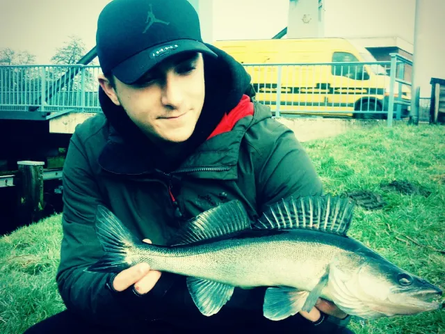 Zander