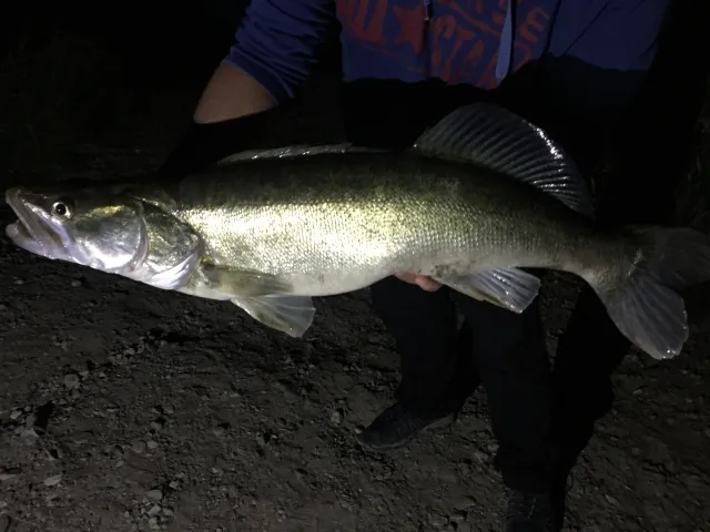 Zander