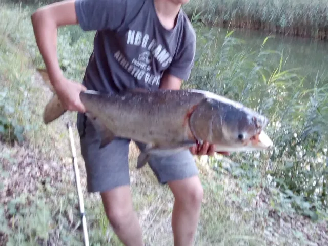 Marmorkarpfen