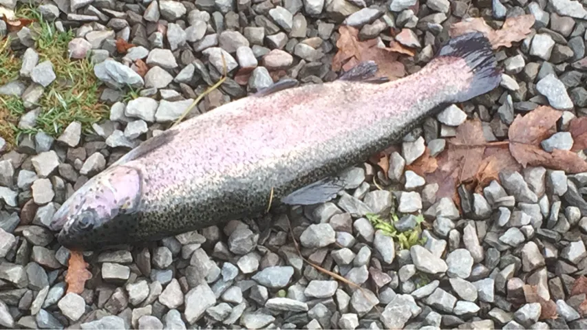 Regenbogenforelle