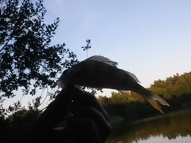 Flussbarsch