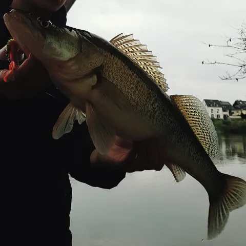 Zander