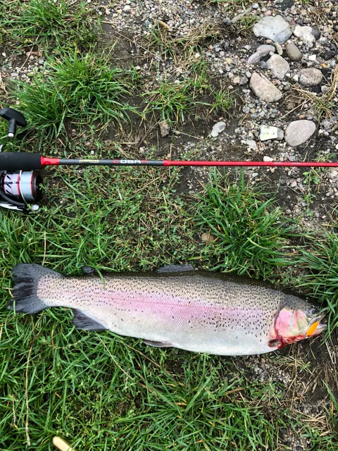 Regenbogenforelle