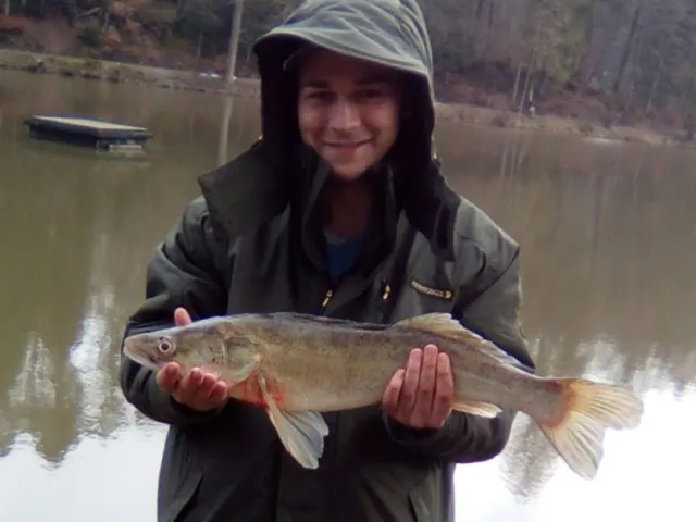 Zander