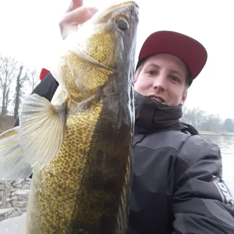 Zander