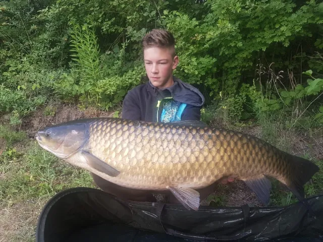 Graskarpfen