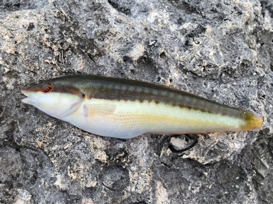 Lippfisch