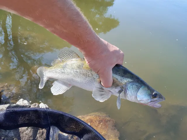 Zander