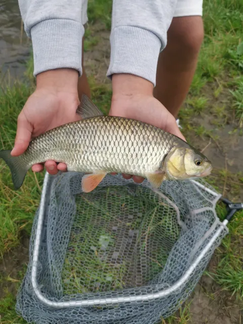 Döbel