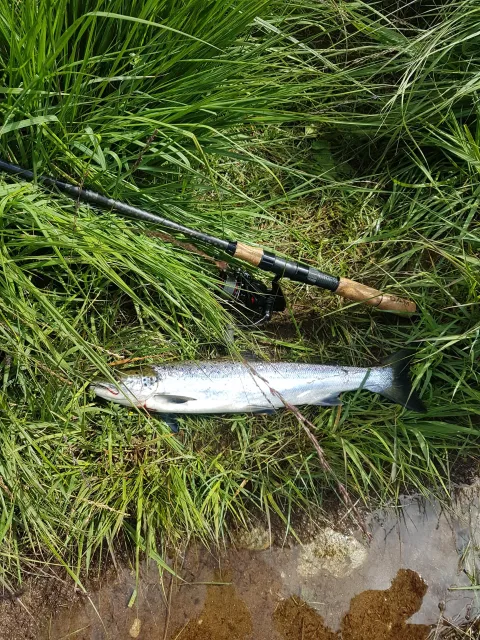 Lachs