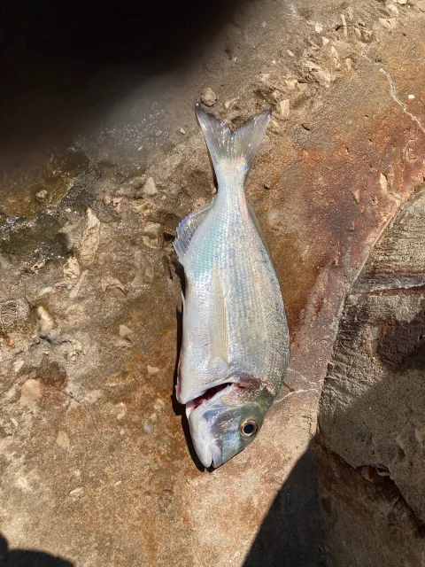 Dorade