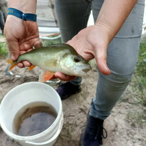 Flussbarsch