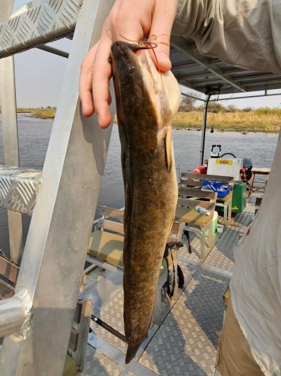 Afrikanischer Raubwels