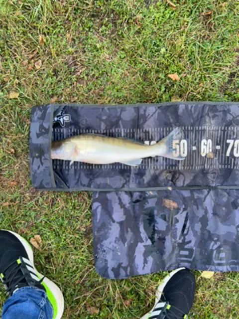Zander