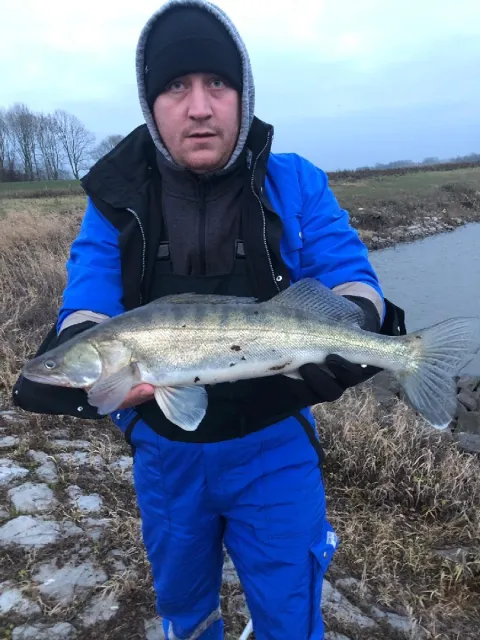 Zander