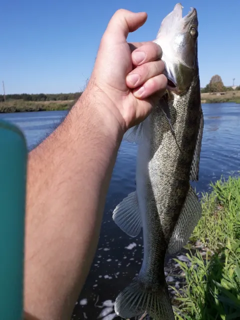 Zander