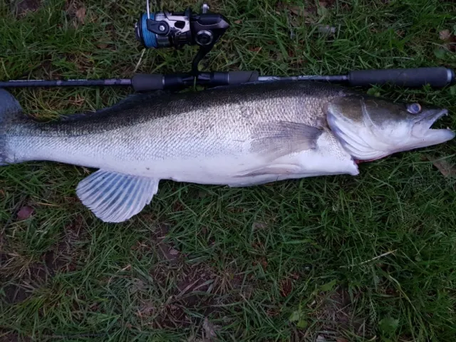 Zander