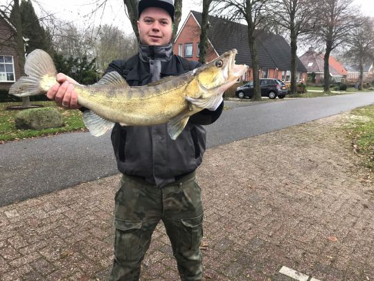 Zander