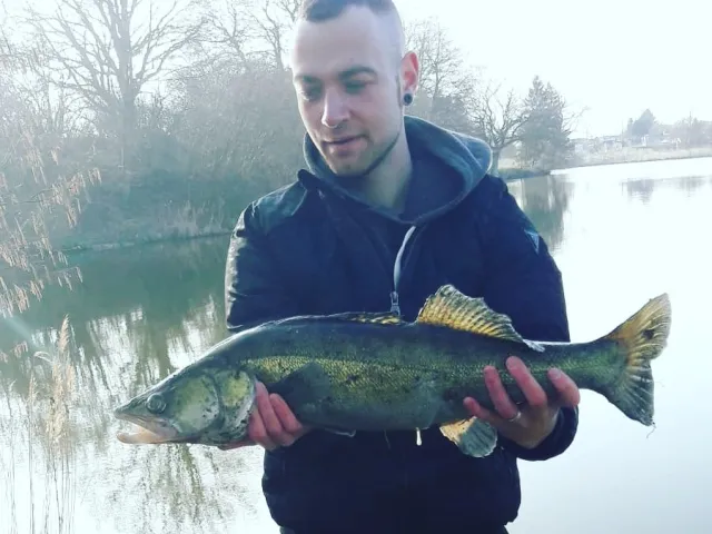 Zander