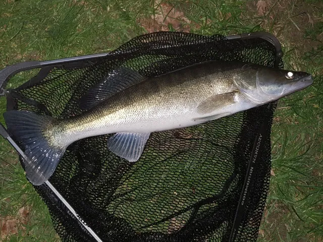 Zander