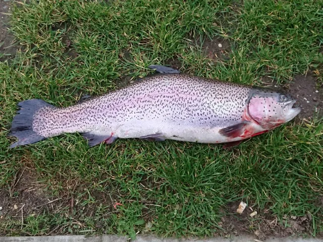 Regenbogenforelle