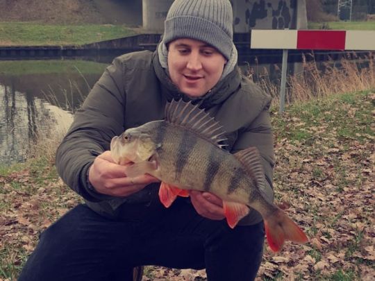 Flussbarsch