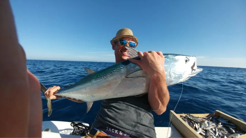 Bonito