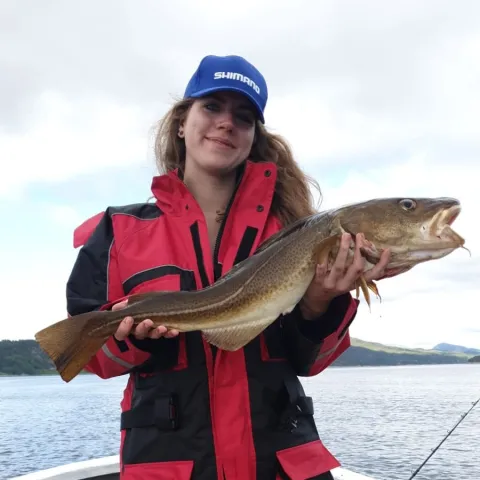 Dorsch