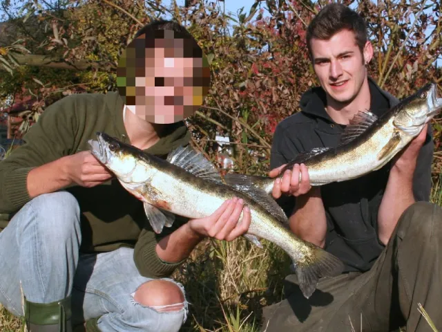 Zander