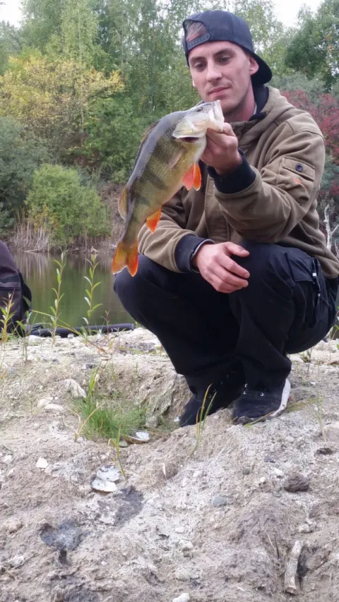 Flussbarsch