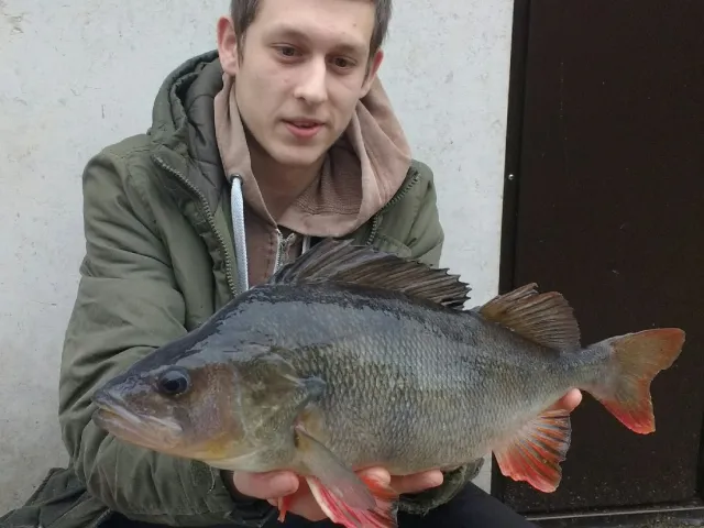 Flussbarsch