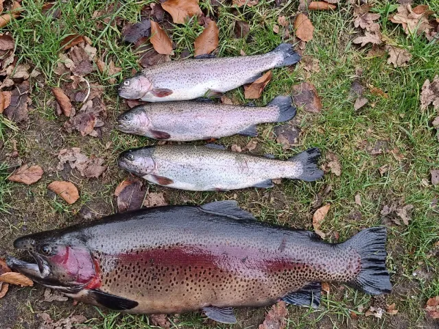 Regenbogenforelle