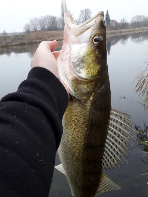 Zander