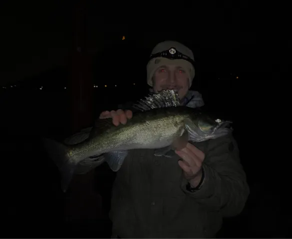 Zander