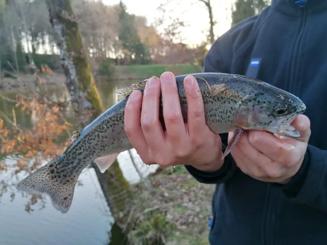 Regenbogenforelle