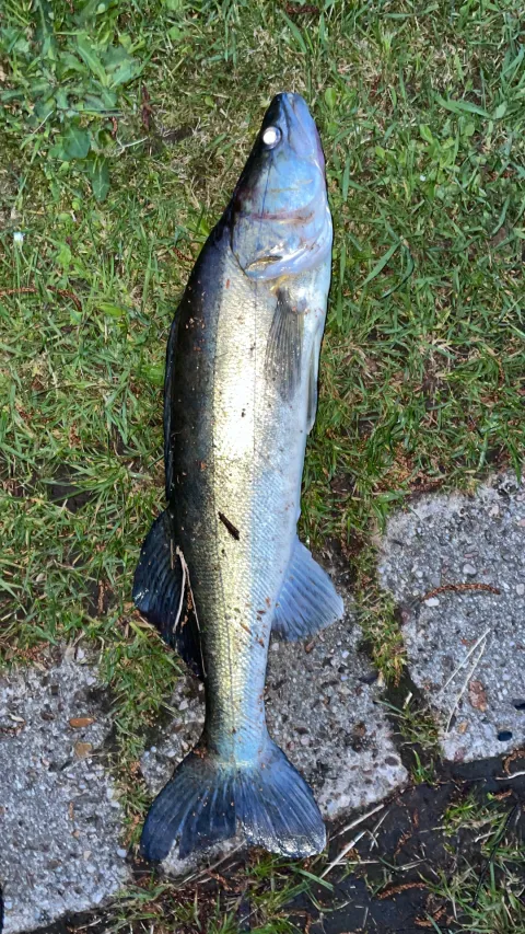 Zander