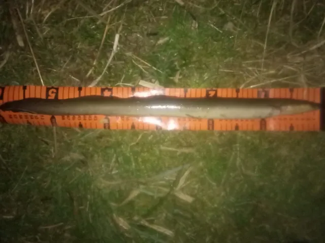 Aal