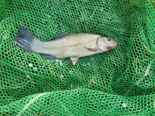 Schleie