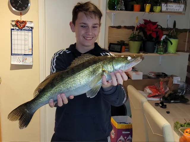 Zander