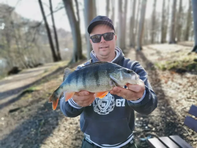Flussbarsch