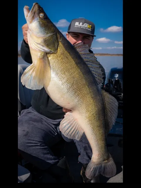 Zander